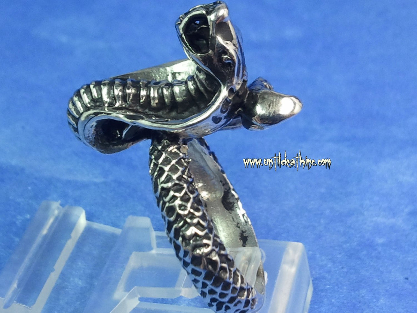 Striking King Cobra -UDINC0047