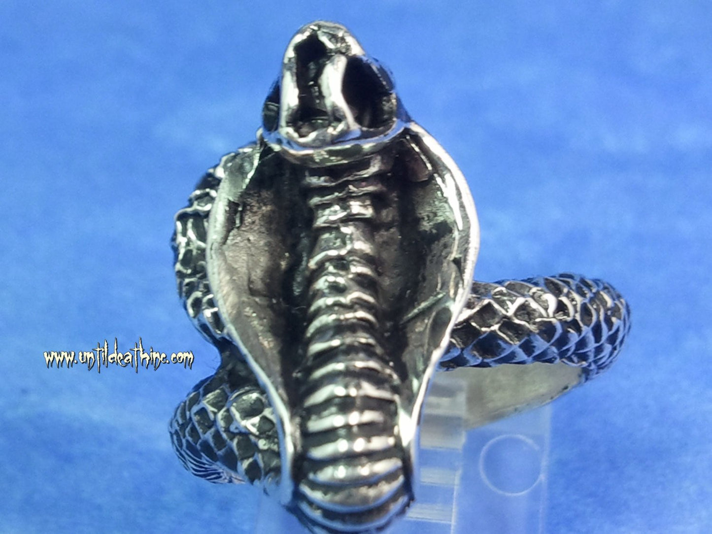 Striking King Cobra -UDINC0047